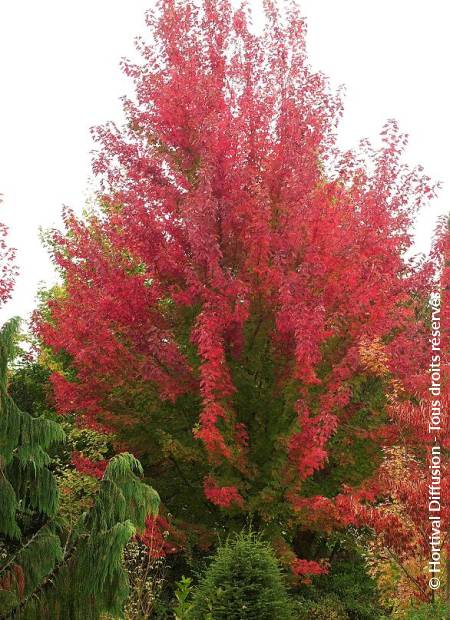 © Hortival Diffusion - Tous droits réservés