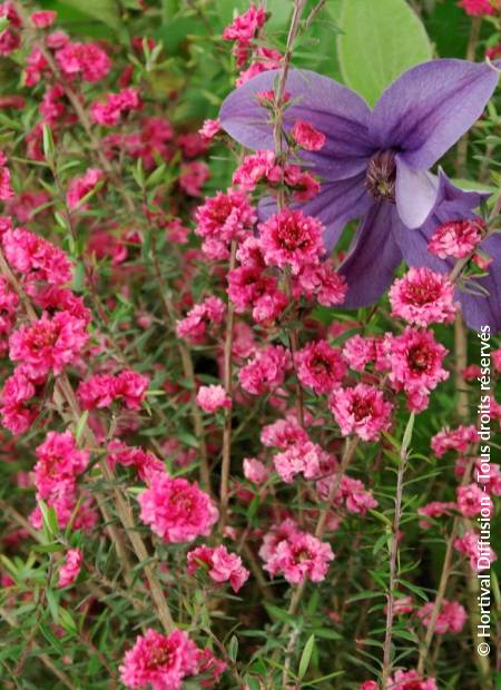 © Hortival Diffusion - Tous droits réservés