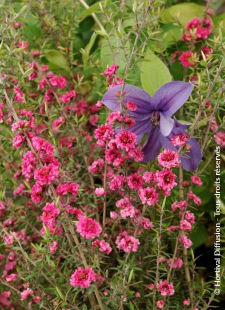 © Hortival Diffusion - Tous droits réservés