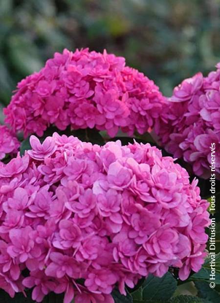 © Hortival Diffusion - Tous droits réservés