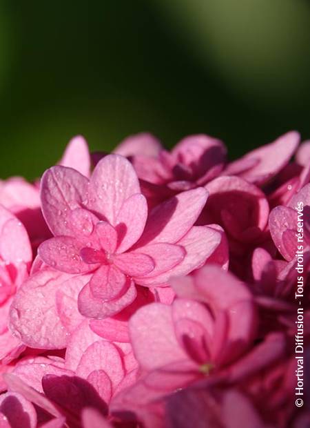 © Hortival Diffusion - Tous droits réservés