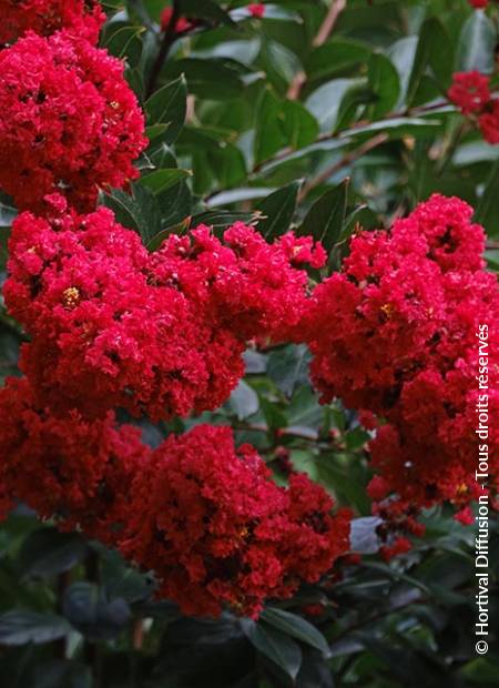 © Hortival Diffusion - Tous droits réservés