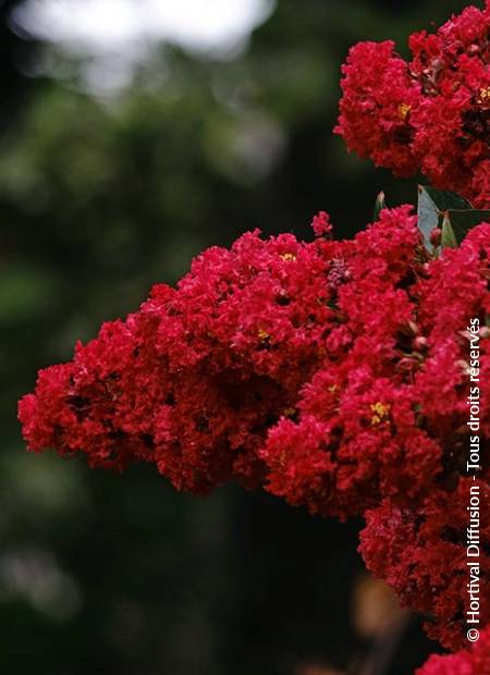 © Hortival Diffusion - Tous droits réservés