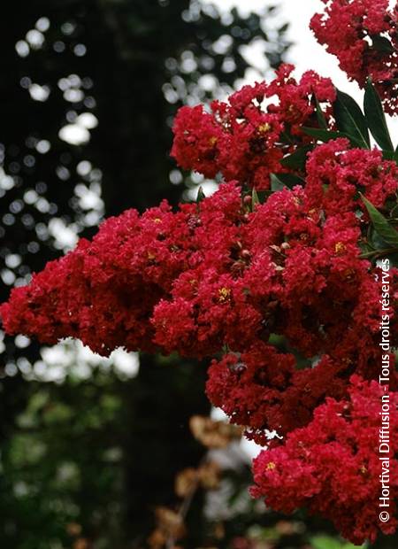 © Hortival Diffusion - Tous droits réservés