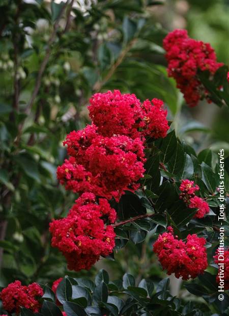 © Hortival Diffusion - Tous droits réservés