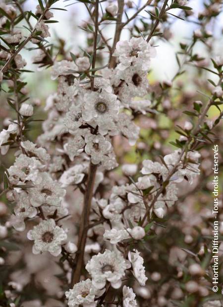 © Hortival Diffusion - Tous droits réservés