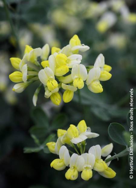 © Hortival Diffusion - Tous droits réservés