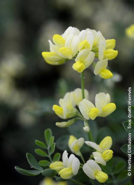 © Hortival Diffusion - Tous droits réservés