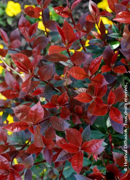 © Hortival Diffusion - Tous droits réservés