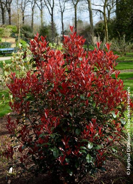 © Hortival Diffusion - Tous droits réservés