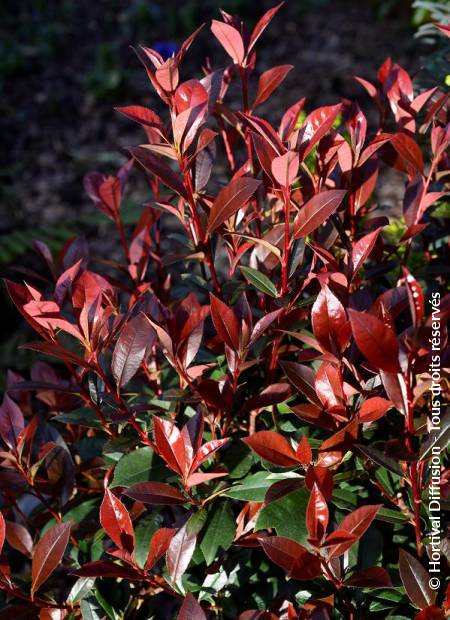 © Hortival Diffusion - Tous droits réservés