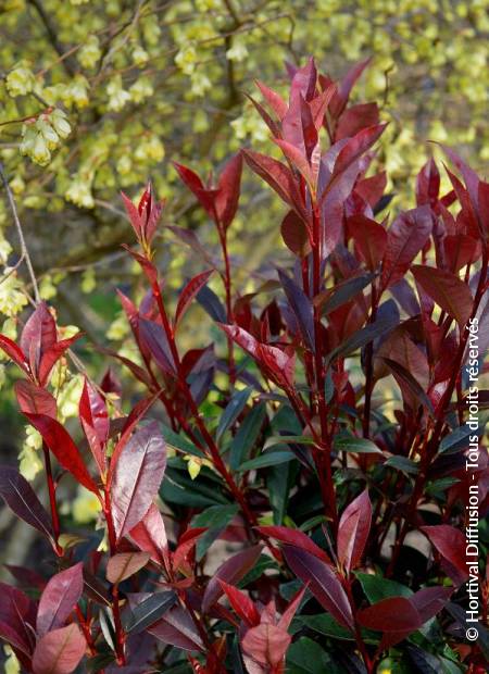 © Hortival Diffusion - Tous droits réservés