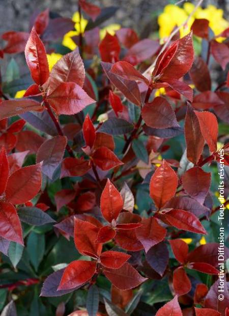 © Hortival Diffusion - Tous droits réservés