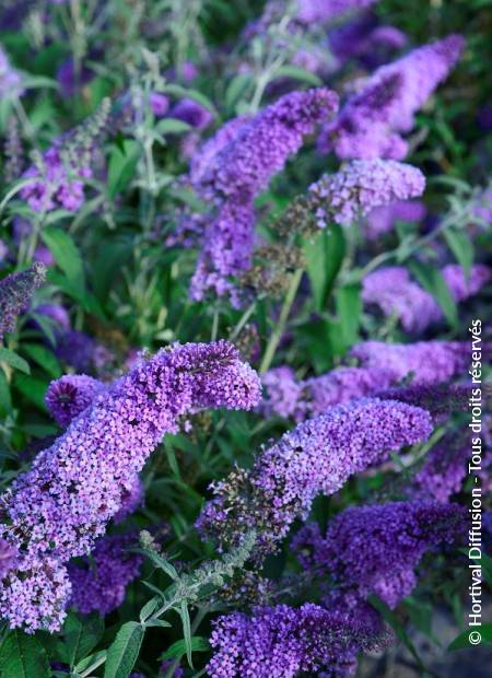 © Hortival Diffusion - Tous droits réservés