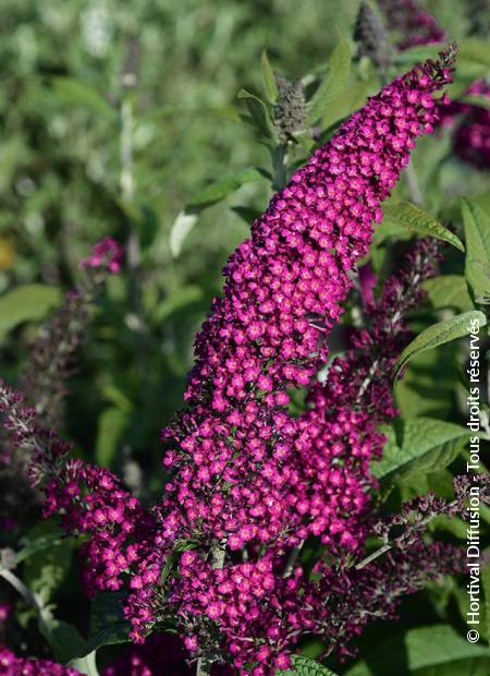 © Hortival Diffusion - Tous droits réservés