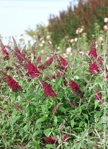 © Hortival Diffusion - Tous droits réservés