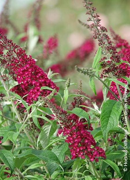 © Hortival Diffusion - Tous droits réservés