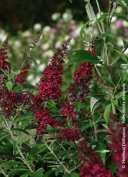 © Hortival Diffusion - Tous droits réservés