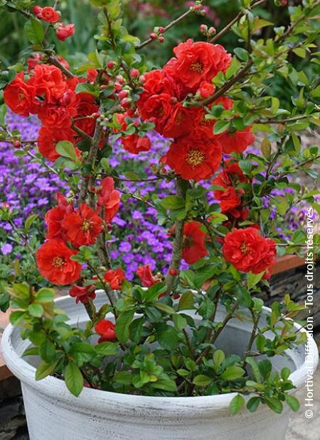 © Hortival Diffusion - Tous droits réservés