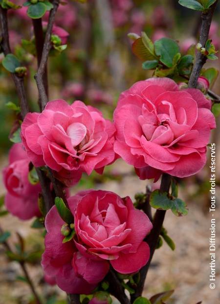 © Hortival Diffusion - Tous droits réservés