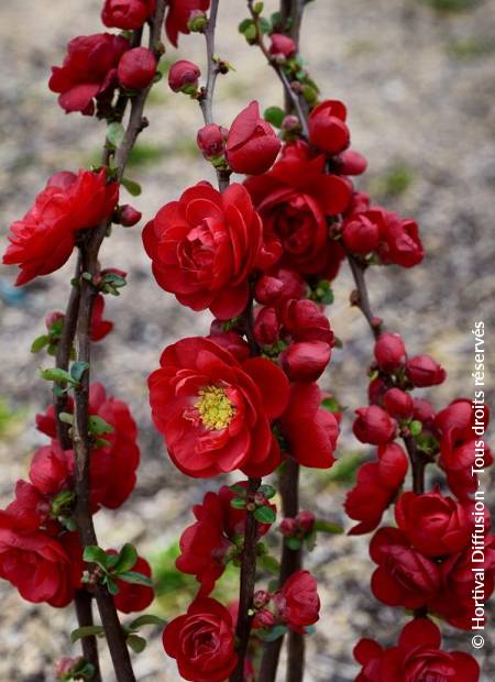 © Hortival Diffusion - Tous droits réservés