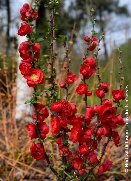 © Hortival Diffusion - Tous droits réservés