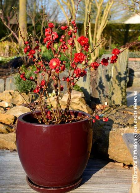 © Hortival Diffusion - Tous droits réservés