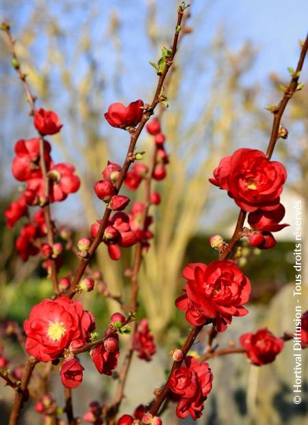 © Hortival Diffusion - Tous droits réservés