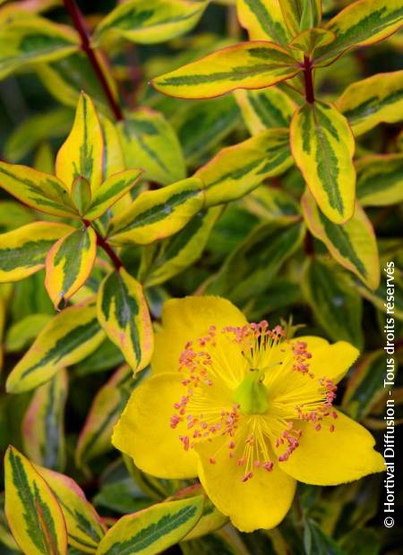 © Hortival Diffusion - Tous droits réservés