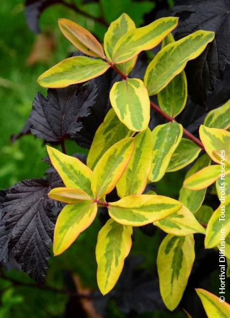 © Hortival Diffusion - Tous droits réservés