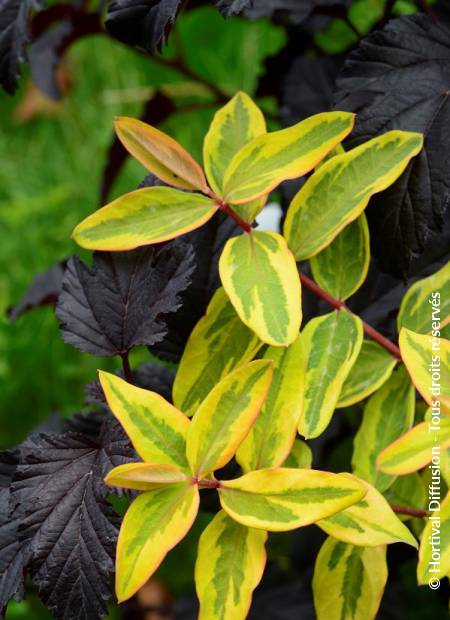 © Hortival Diffusion - Tous droits réservés