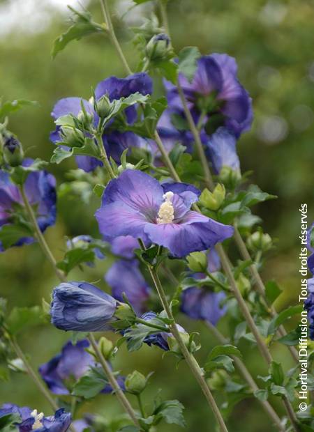 © Hortival Diffusion - Tous droits réservés