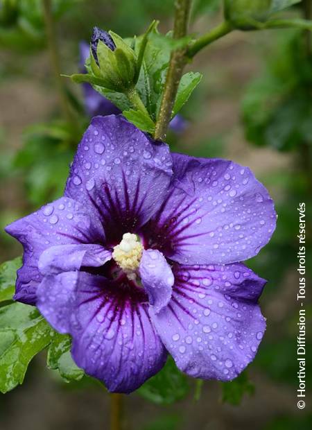 © Hortival Diffusion - Tous droits réservés