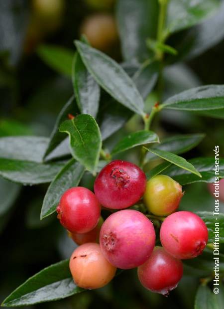 © Hortival Diffusion - Tous droits réservés