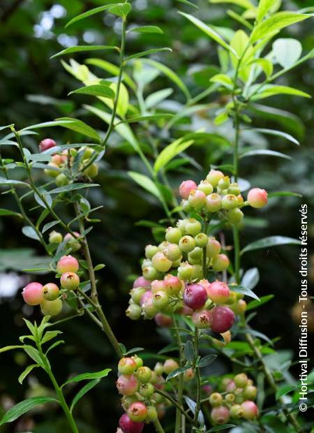 © Hortival Diffusion - Tous droits réservés