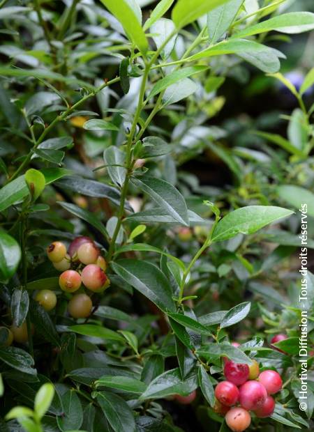 © Hortival Diffusion - Tous droits réservés