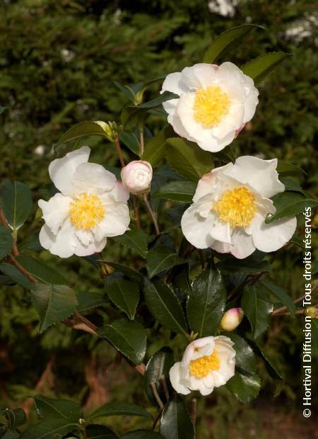 © Hortival Diffusion - Tous droits réservés