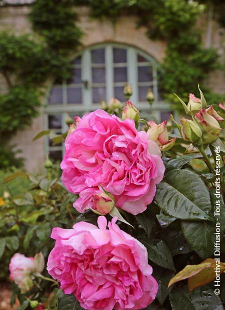 © Hortival Diffusion - Tous droits réservés