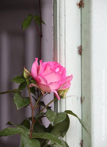 © Hortival Diffusion - Tous droits réservés