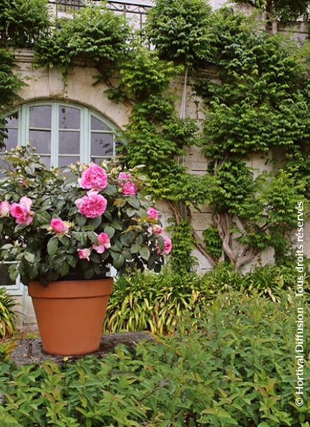 © Hortival Diffusion - Tous droits réservés