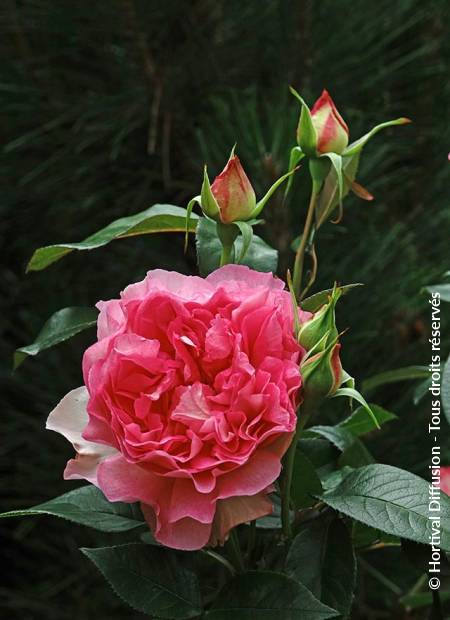 © Hortival Diffusion - Tous droits réservés