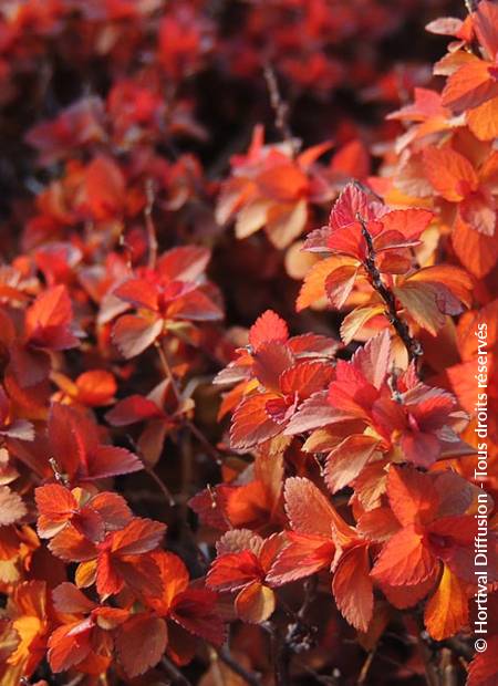 © Hortival Diffusion - Tous droits réservés