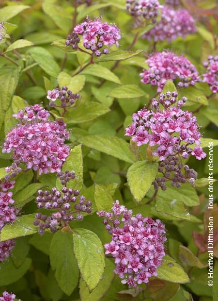 © Hortival Diffusion - Tous droits réservés