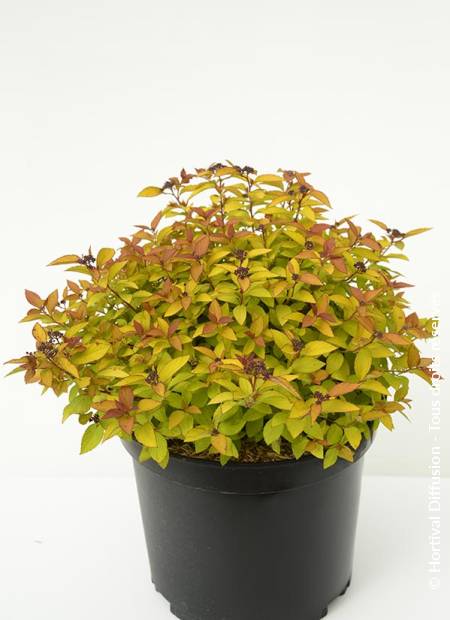 © Hortival Diffusion - Tous droits réservés