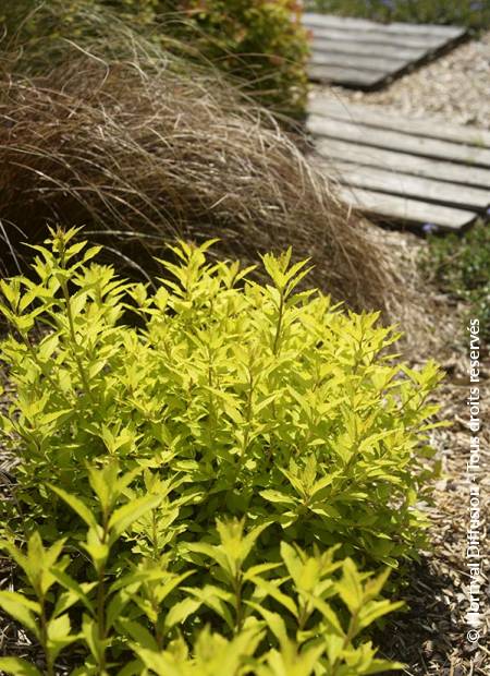 © Hortival Diffusion - Tous droits réservés