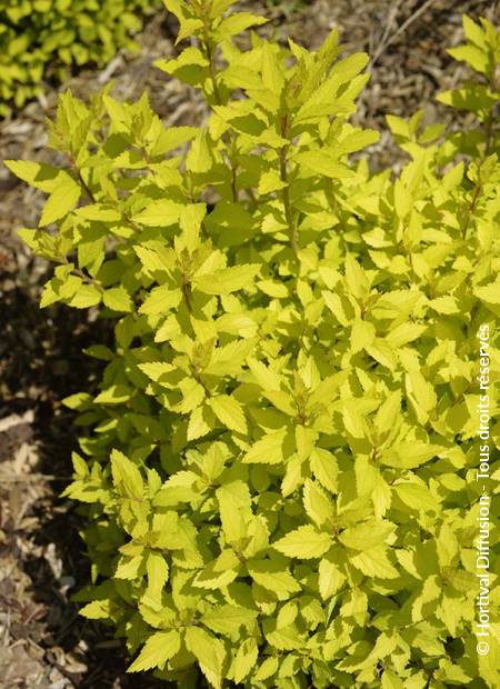 © Hortival Diffusion - Tous droits réservés