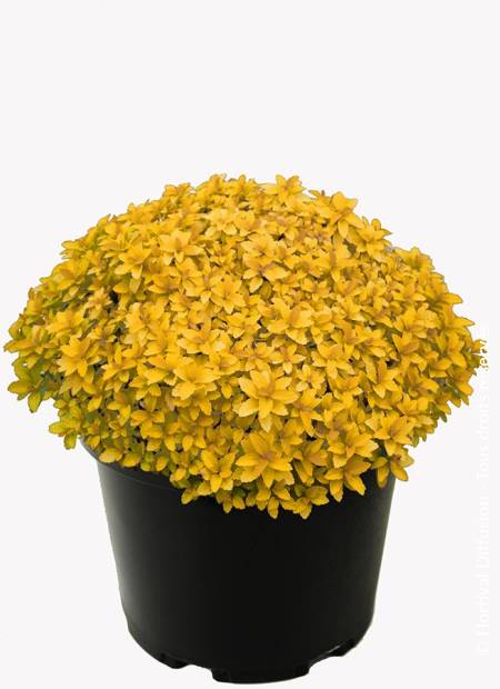 © Hortival Diffusion - Tous droits réservés