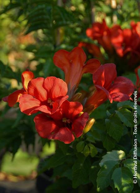 © Hortival Diffusion - Tous droits réservés