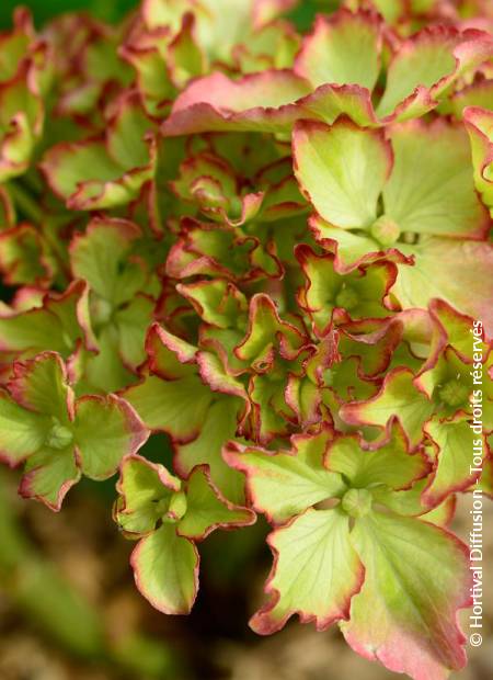 © Hortival Diffusion - Tous droits réservés