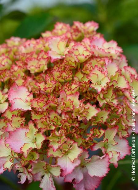 © Hortival Diffusion - Tous droits réservés